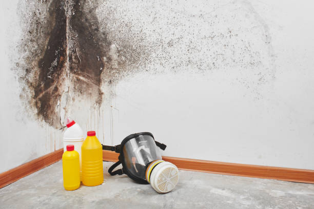 Best Crawl Space Mold Removal  in Granite Shoals, TX