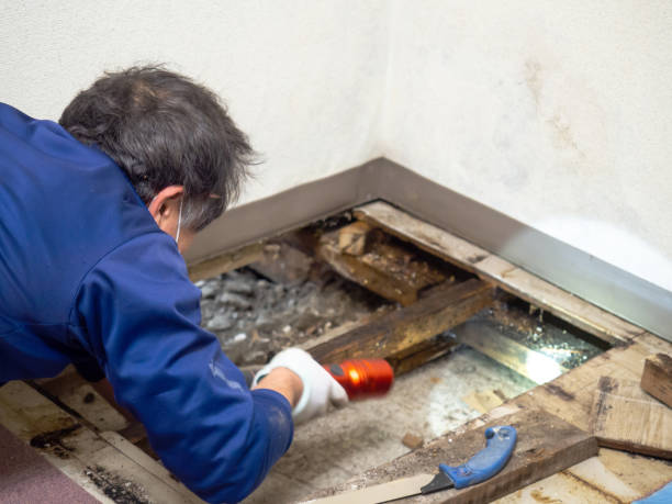 Best Certified Mold Removal  in Granite Shoals, TX