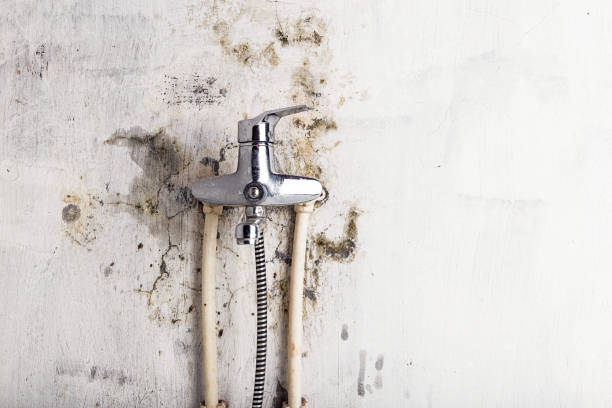 Best Mold Removal Company Near Me  in Granite Shoals, TX
