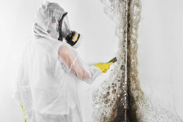 Best Attic Mold Removal  in Granite Shoals, TX