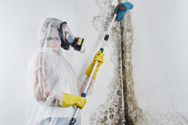 Best Office Mold Removal Services  in Granite Shoals, TX