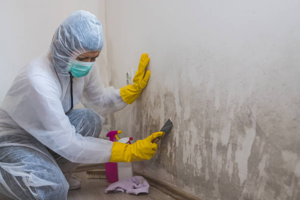 Best Certified Mold Removal  in Granite Shoals, TX