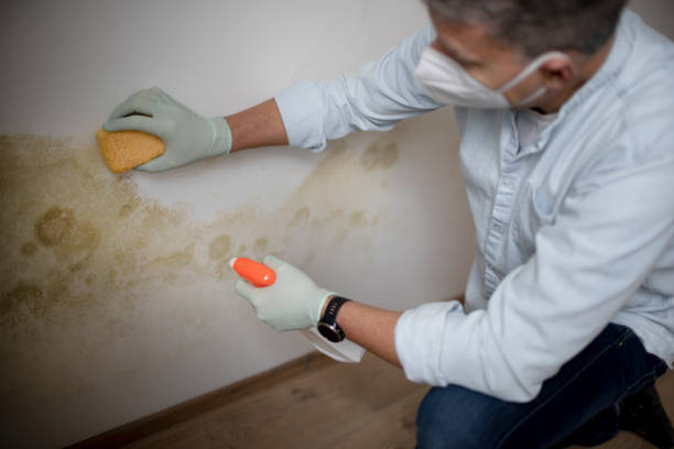 Best Home Mold Removal  in Granite Shoals, TX