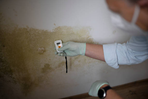 Best Same-Day Mold Removal  in Granite Shoals, TX