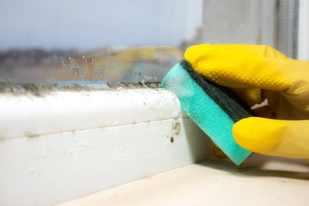 Best Local Mold Removal Service  in Granite Shoals, TX