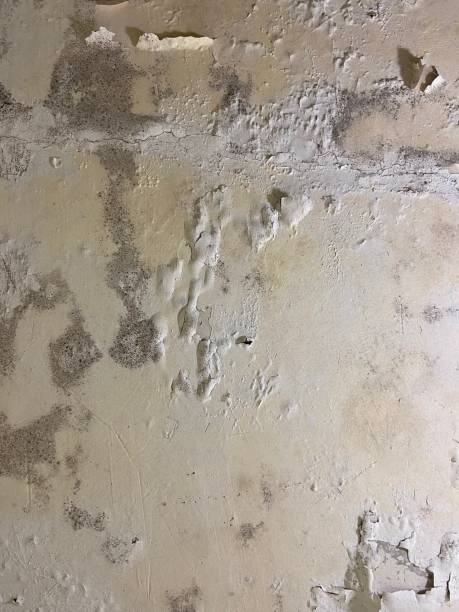 Best Best Mold Removal Companies  in Granite Shoals, TX