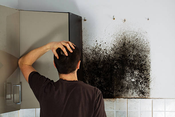 Best Same-Day Mold Removal  in Granite Shoals, TX