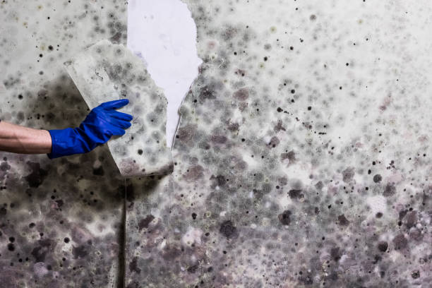 Best Fast Mold Removal  in Granite Shoals, TX