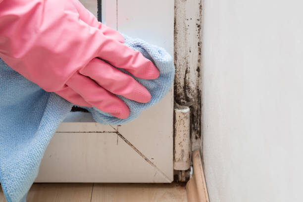 Best Local Mold Removal Service  in Granite Shoals, TX