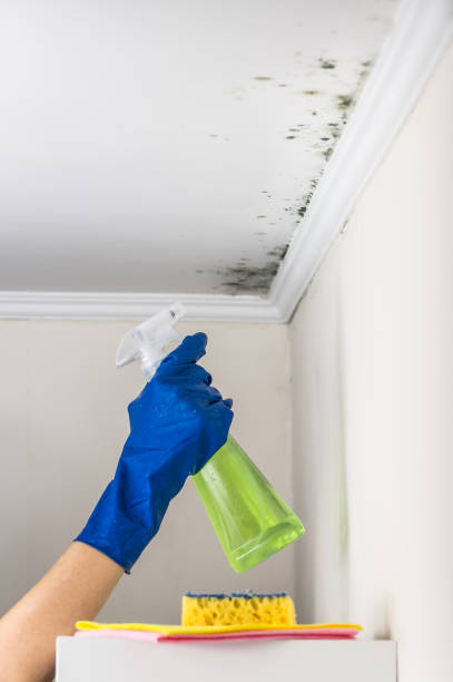 Professional Mold Removal in Granite Shoals, TX